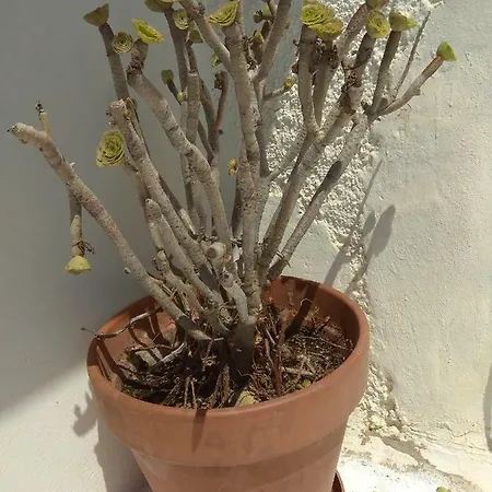 Traditional Renovated House In The Centre Of 펜션 *