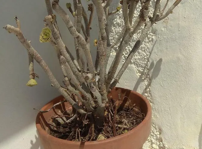 Traditional Renovated House In The Centre Of Ferienhaus *